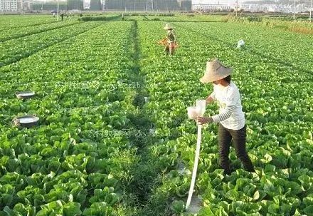 蔬菜作物重茬問(wèn)題解析 哪些蔬菜不宜連作及應(yīng)對(duì)措施